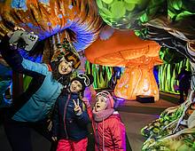 Magical Forest Jasná